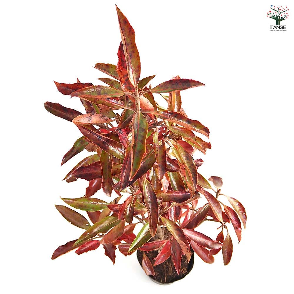 サンゴジュ 【花木苗 5号／1個売り】｜ 【植物のITANSE】全品