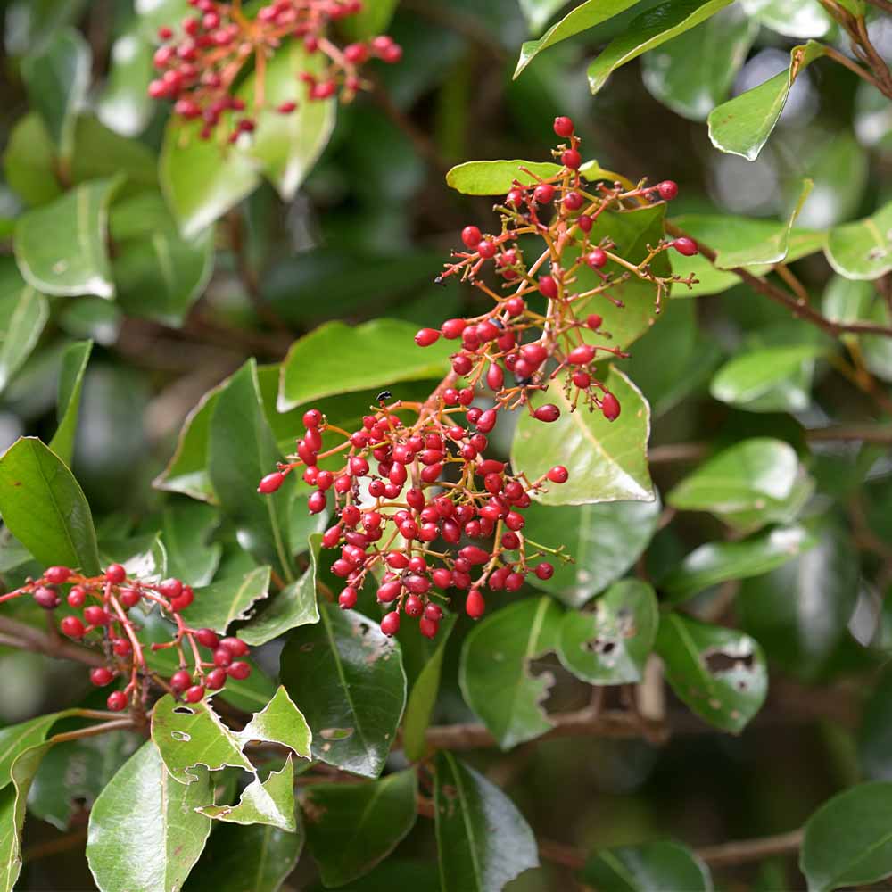サンゴジュ 【花木苗 5号／1個売り】