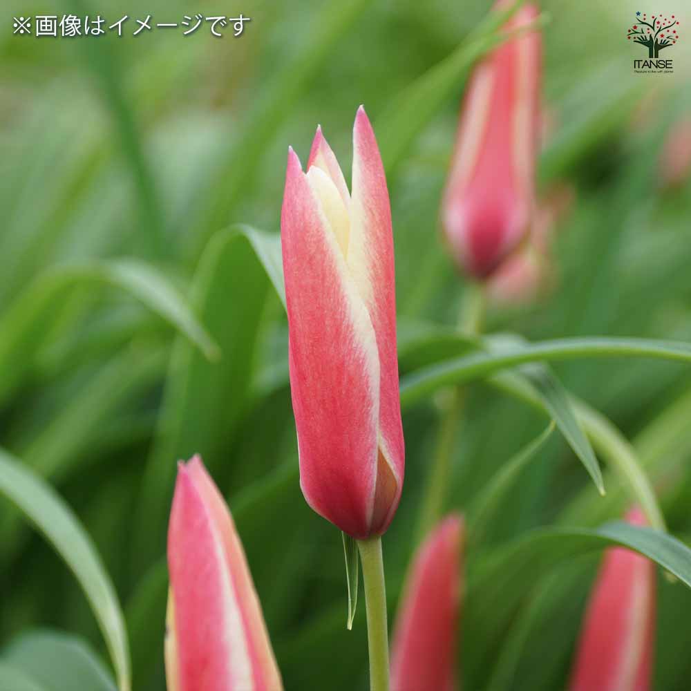 原種系チューリップ レディージェーン 芽出し苗 【花苗 3号】｜ 【植物
