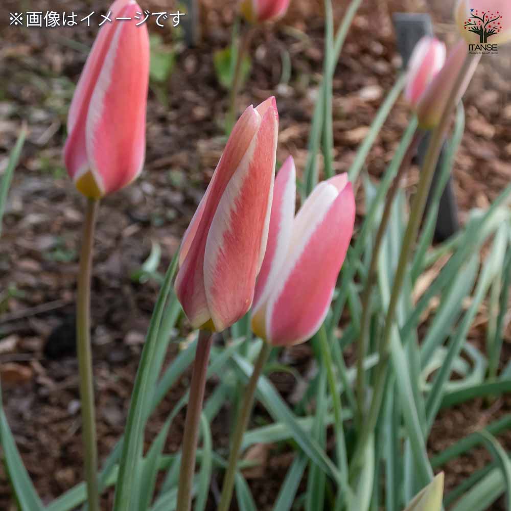 原種系チューリップ レディージェーン 芽出し苗 【花苗 3号】｜ 【植物