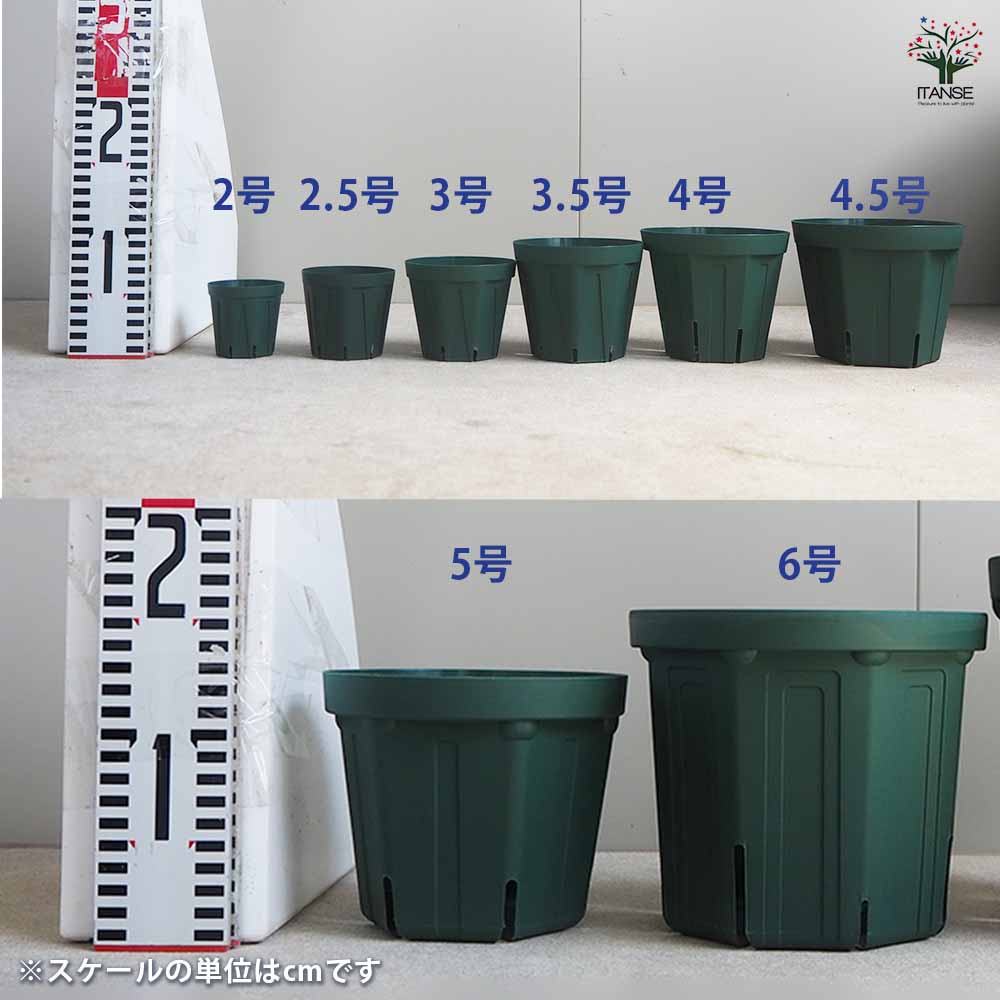 スリット鉢 小サイズ8種類セット 【資材 2～6号／各1個(合計8個