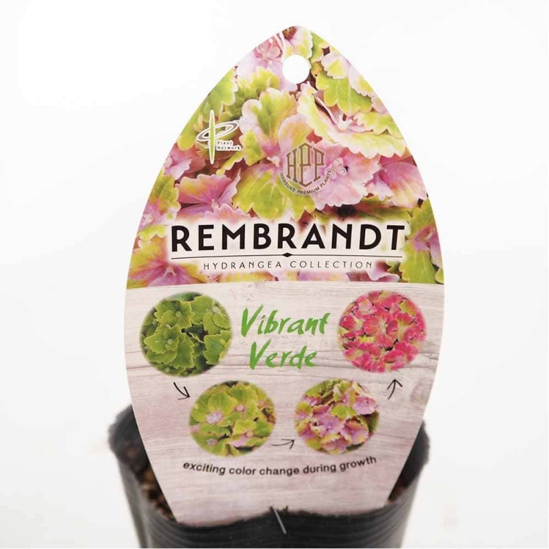 玉ねぎ抜き苗 品種: サクラエクスプレス2(極早生)【野菜の苗 約50本