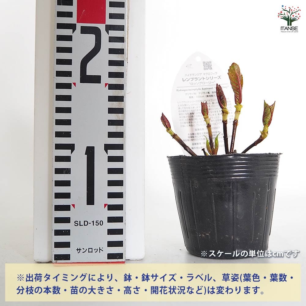 アジサイ レンブラント ロッソグローリー赤系 【花木苗 3.5号