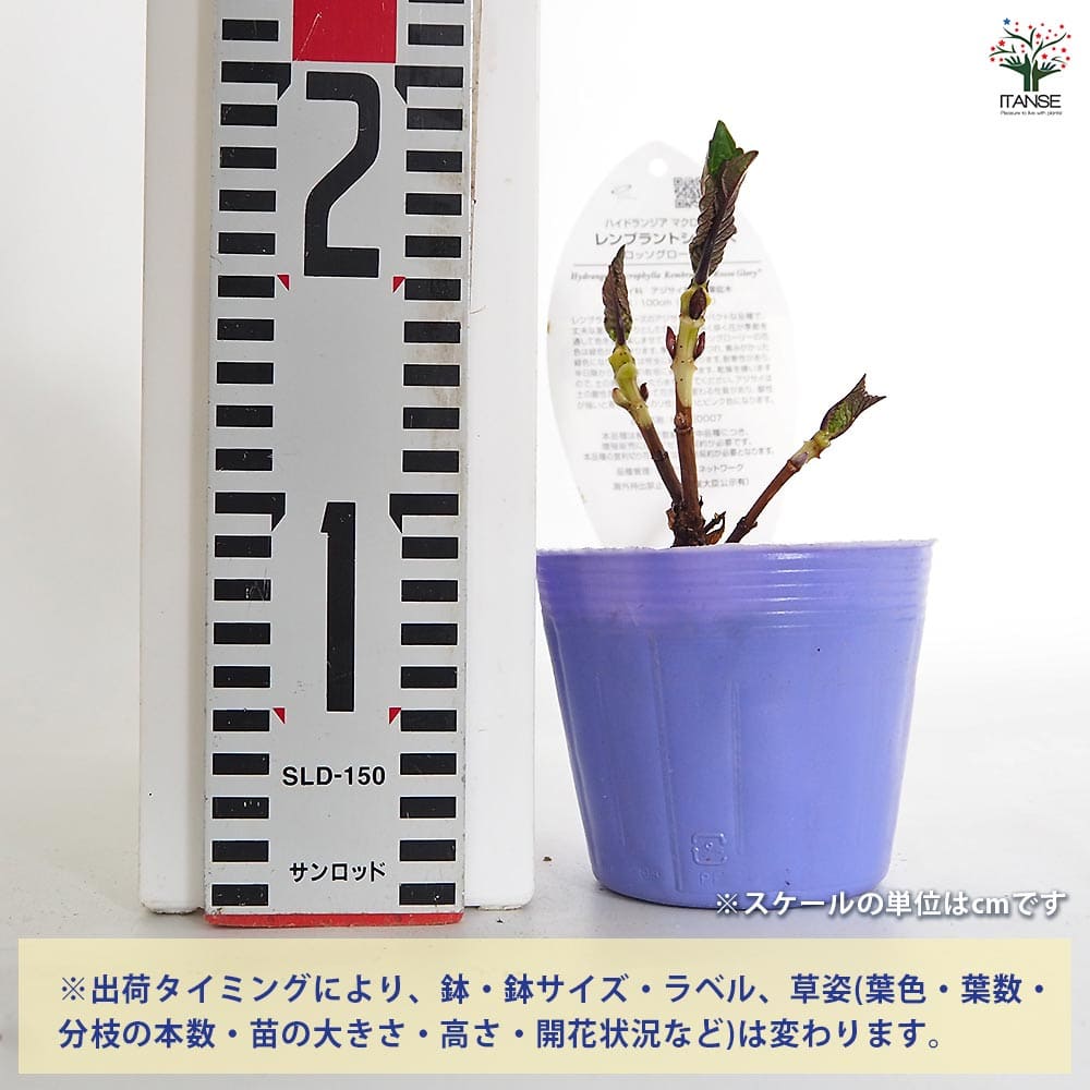 アジサイ レンブラント ロッソグローリー青系 【花木苗 3.5号