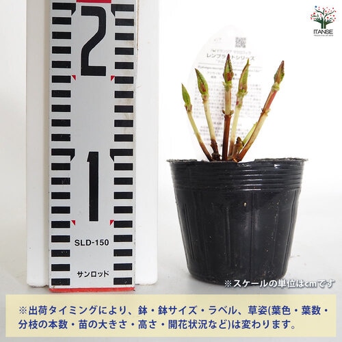 アジサイ レンブラント ドルチェシック 【花木苗 3.5号】｜ 【植物の