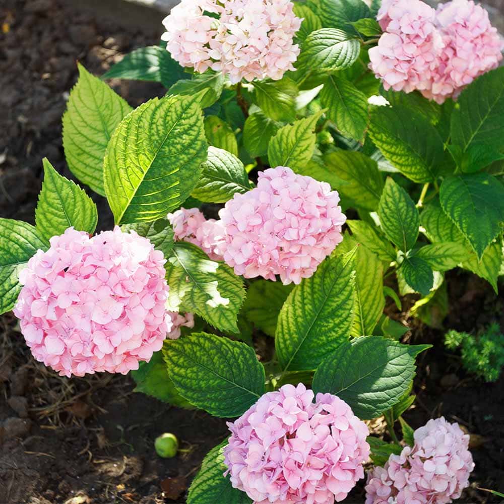 アジサイ ピンクアナベル ピンカーベル 【花木苗 3号】