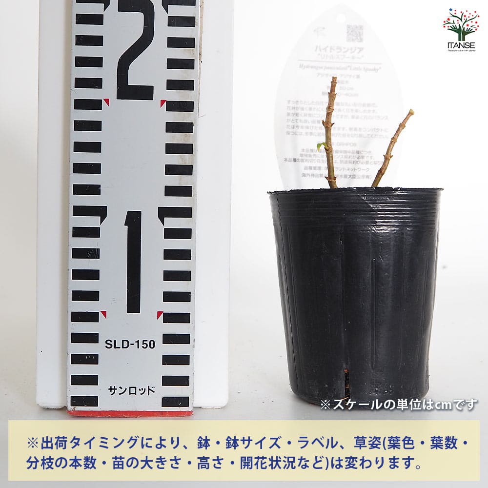 ハイドランジア リトルスプーキー 【花木苗 3号】｜ 【植物の