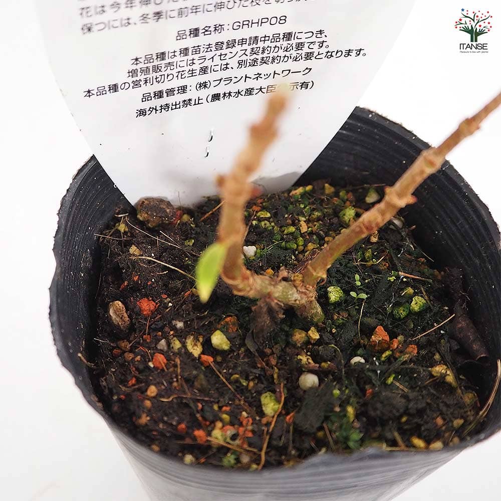 植木 ハイドランジア リトルスプーキー 【花木苗 3号】｜ 【植物の
