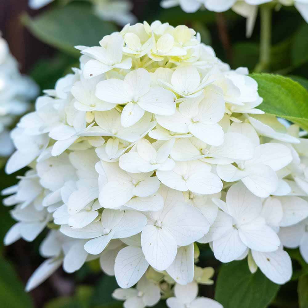 ハイドランジア リトルスプーキー 【花木苗 3号】