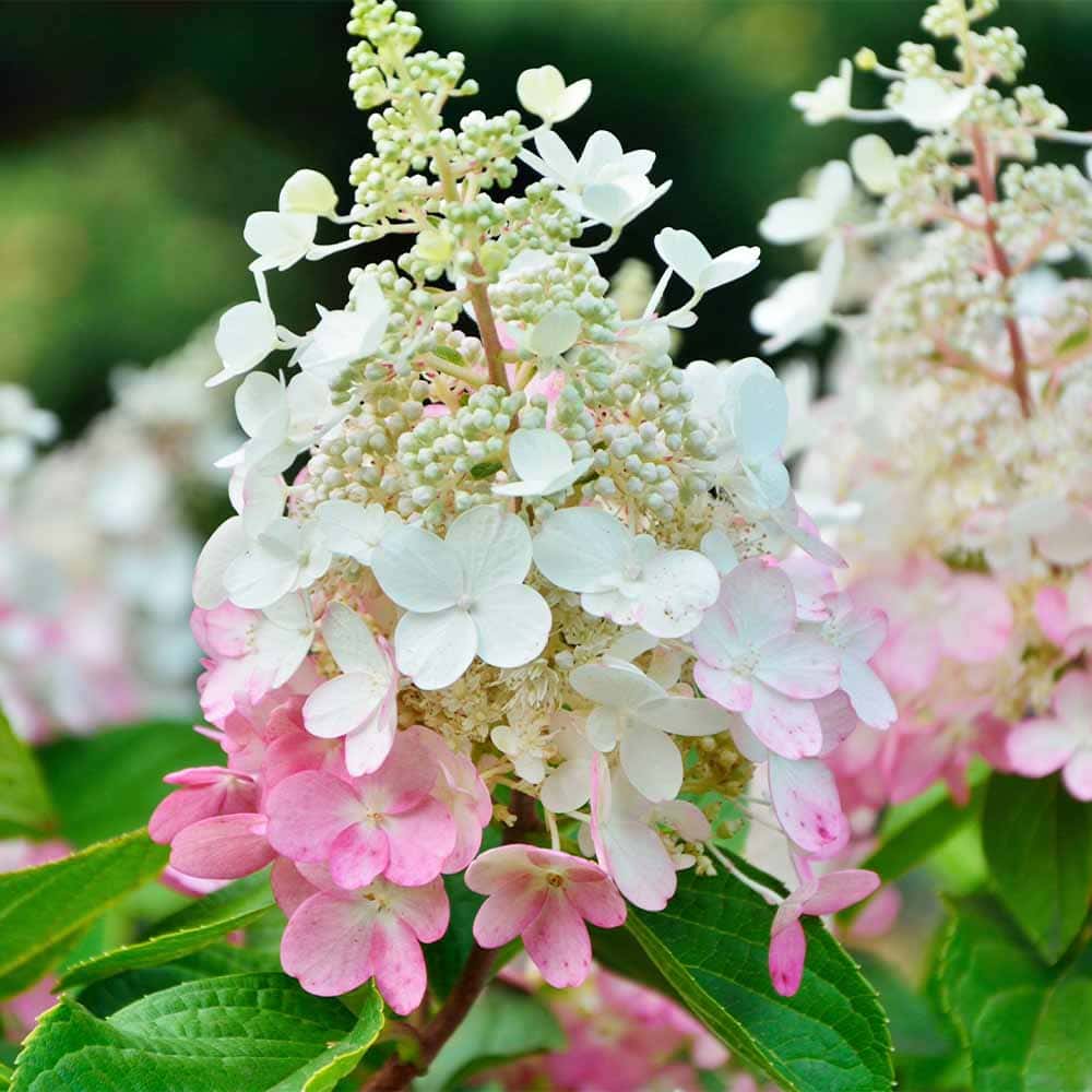 ハイドランジア コンフェッティー 【花木苗 3号】
