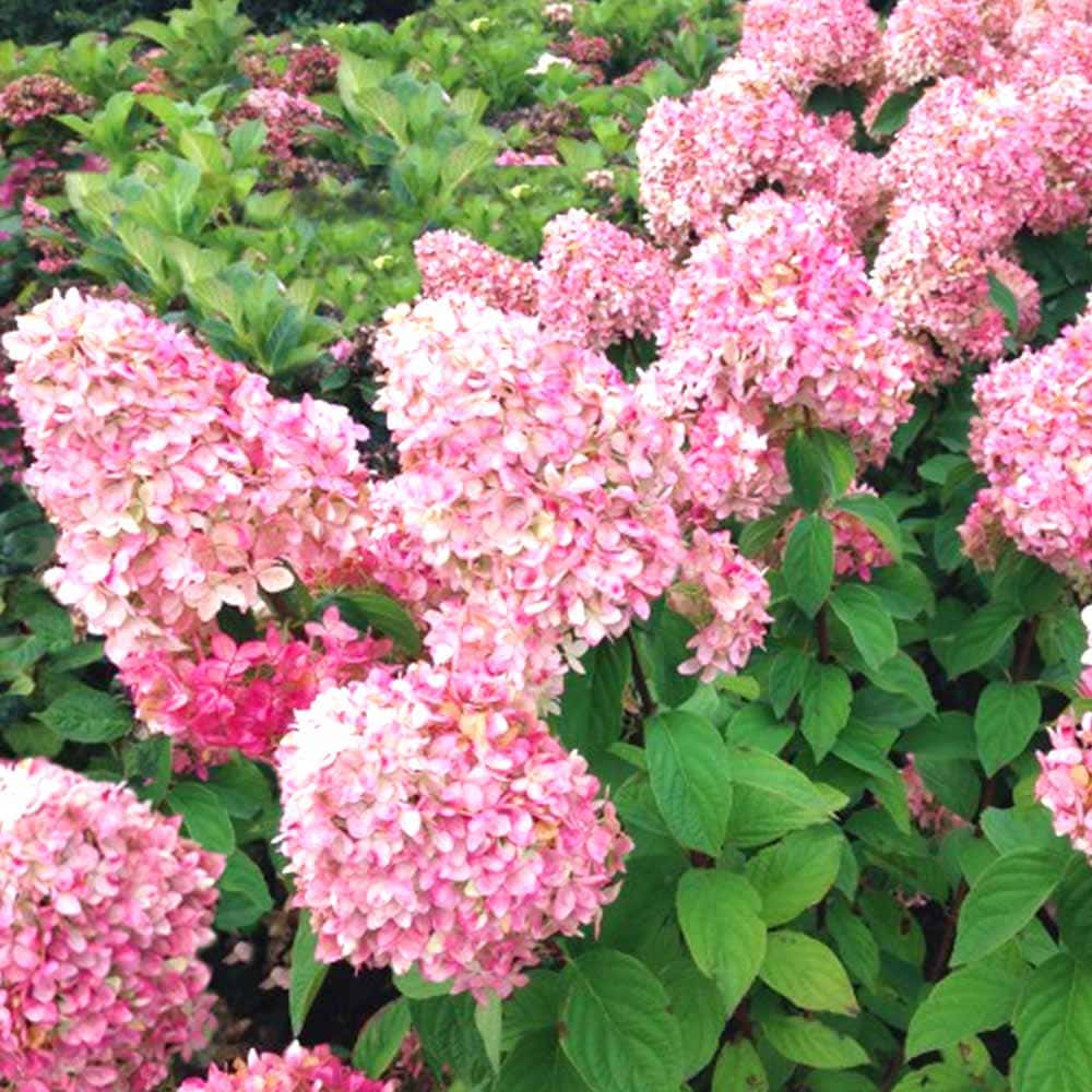 ハイドランジア マジカルキャンドル 【花木苗 3号】