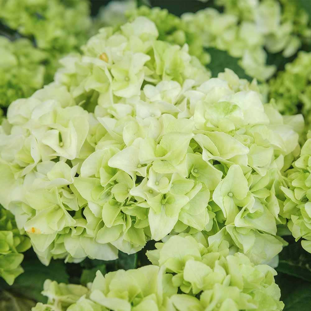 ハイドランジア モヒート 【花木苗 3号】