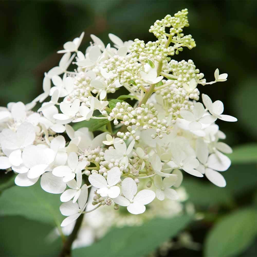 ハイドランジア ベビーレース 【花木苗 3号】