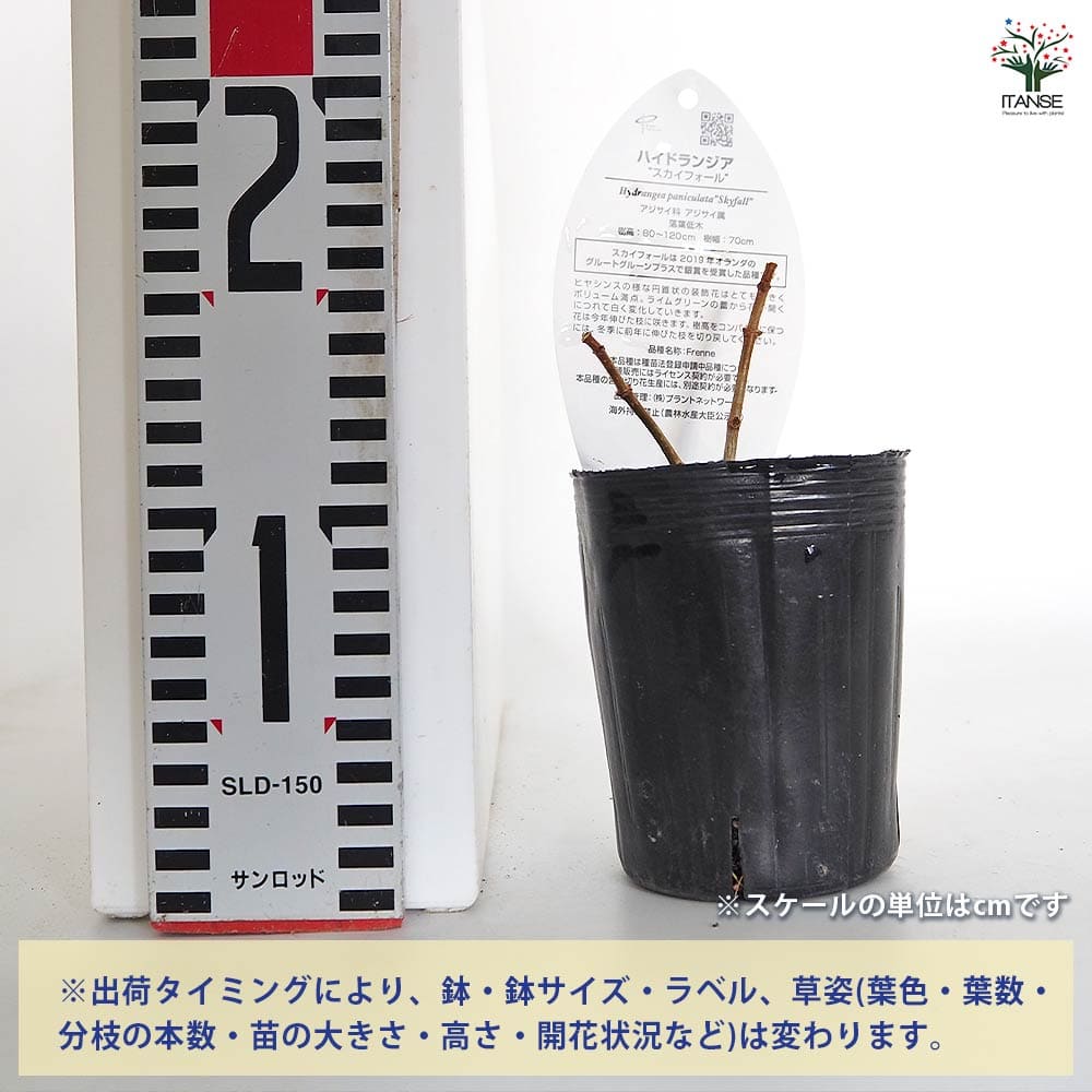 ハイドランジア スカイフォール 【花木苗 3号】｜ 【植物の