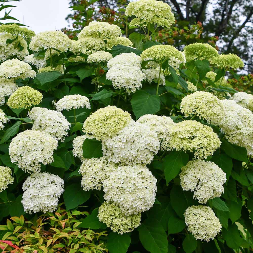 ハイドランジア スカイフォール 【花木苗 3号】