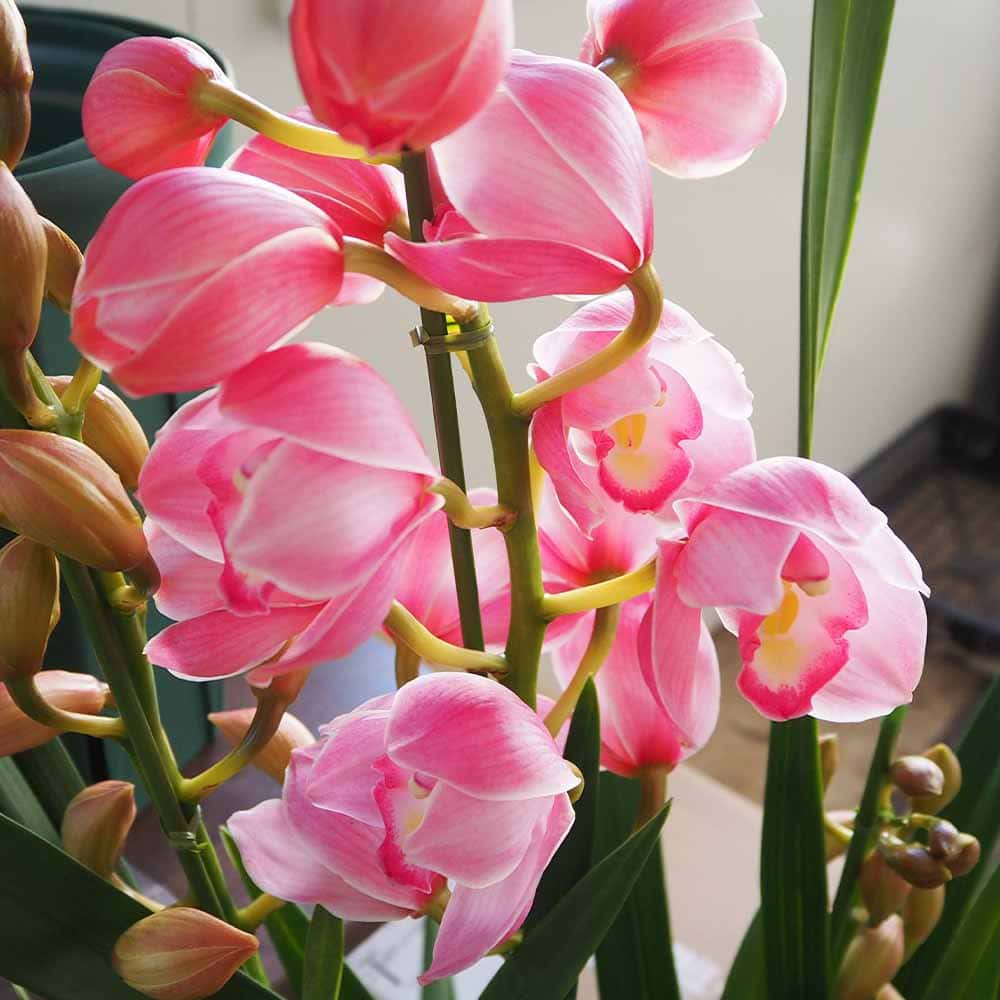 シンビジウム 福娘 【花苗 6.5号／1個売り】