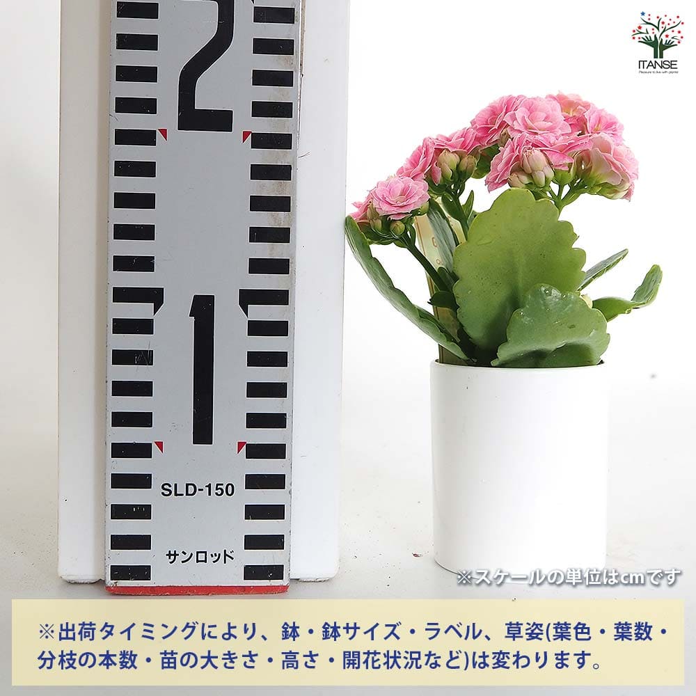 カランコエ クイーンローズ ピンク系 【多肉植物 2.5号】｜ 【植物の