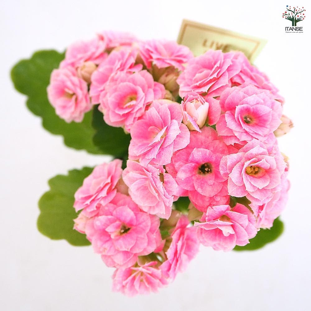 カランコエ ピンク花 多肉植物 楽天市場】☆八重 2色咲 カランコエ フォーミディブル 5号鉢1鉢