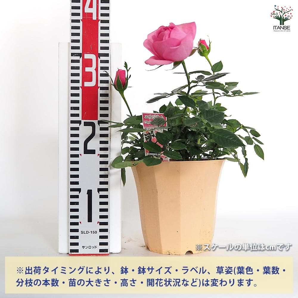 ミニ薔薇 エリジウム コルダナ 【花木苗 5号／1個売り】｜ 【植物の
