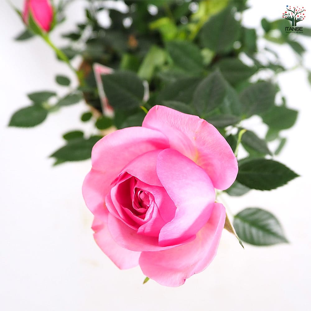 ミニ薔薇 エリジウム コルダナ 【花木苗 5号／1個売り】｜ 【植物の