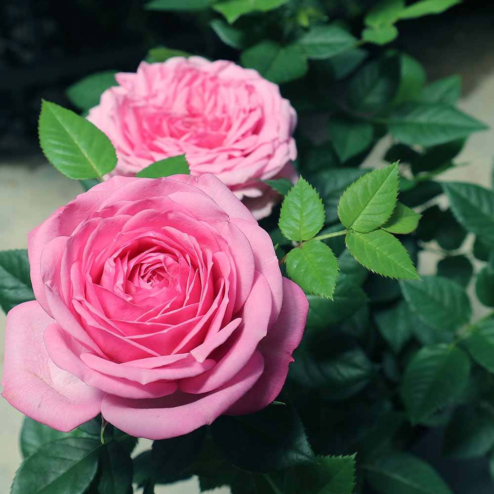 ミニ薔薇 エリジウム コルダナ 【花木苗 5号／1個売り】