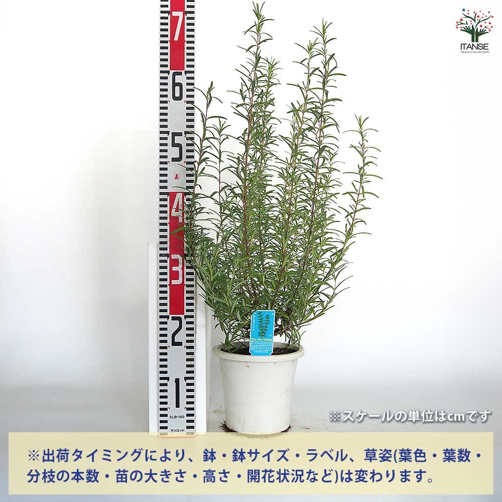 売り切れ　ローズマリー苗　ハーブ　立性 ローズマリー 立性 【ハーブの苗 5号／1個売り】｜ 【植物の