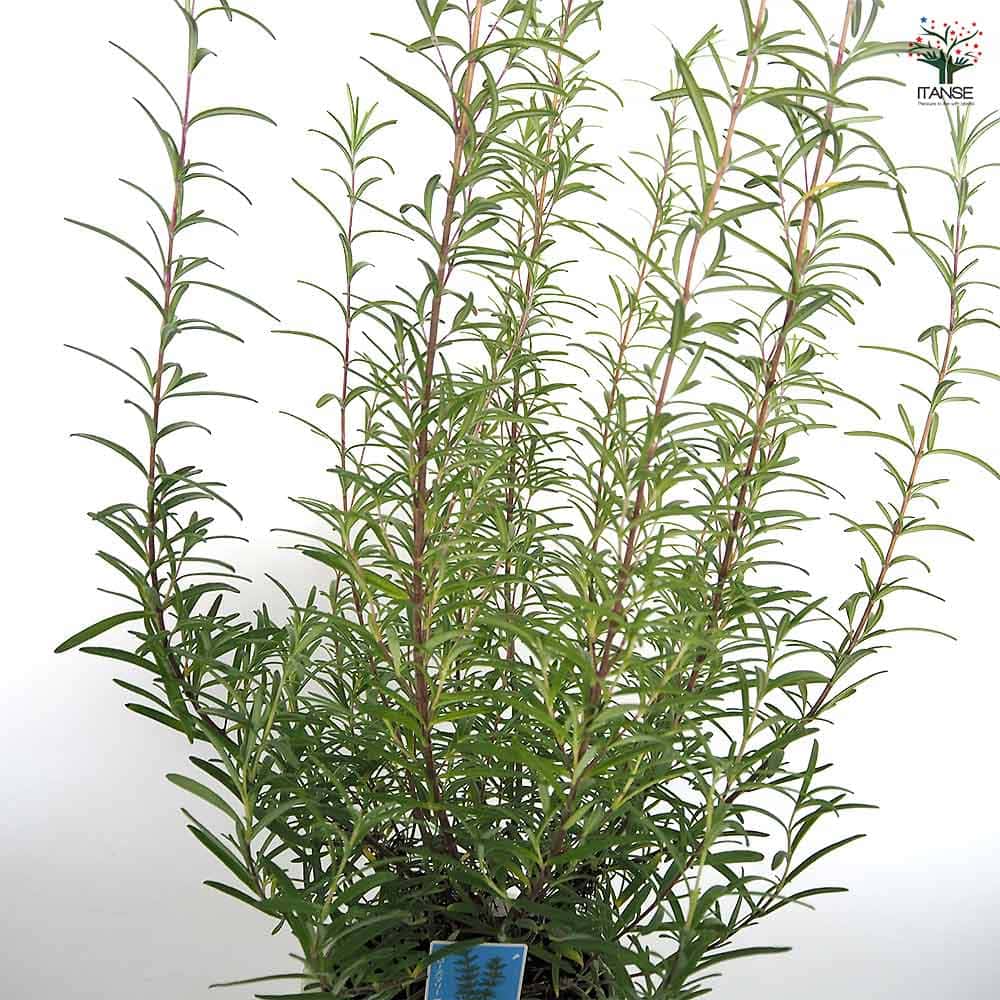 ローズマリー 立性 【ハーブの苗 5号／1個売り】｜ 【植物の