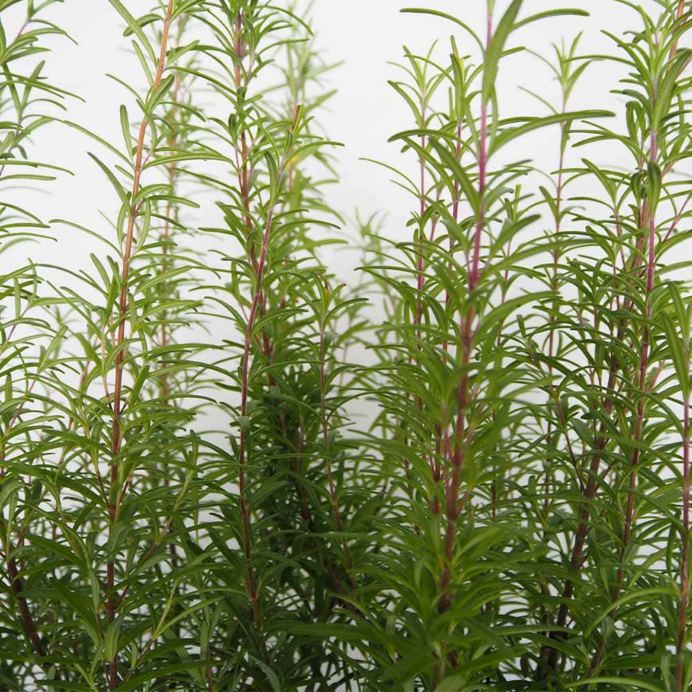 ローズマリー 立性 【ハーブの苗 5号／1個売り】