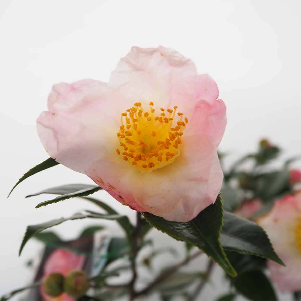 椿(ツバキ)の苗木 越の香 【花木苗 4.5号／1個売り】