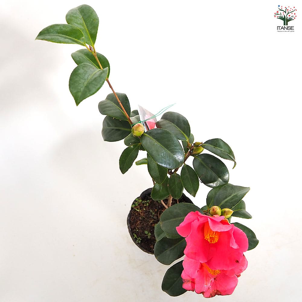 椿(ツバキ)の苗木 越の初嵐 【花木苗 4.5号／1個売り】｜ 【植物の