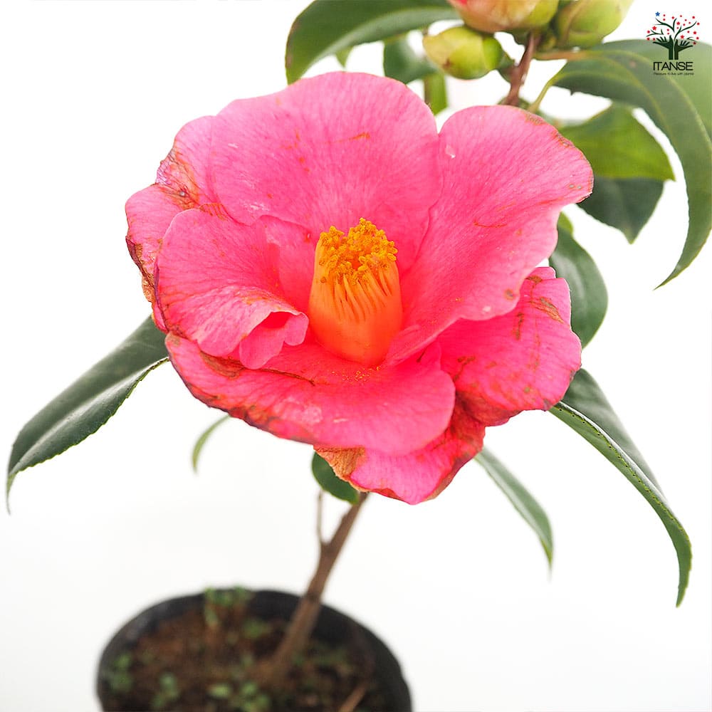 椿(ツバキ)の苗木 越の初嵐 【花木苗 4.5号／1個売り】｜ 【植物の