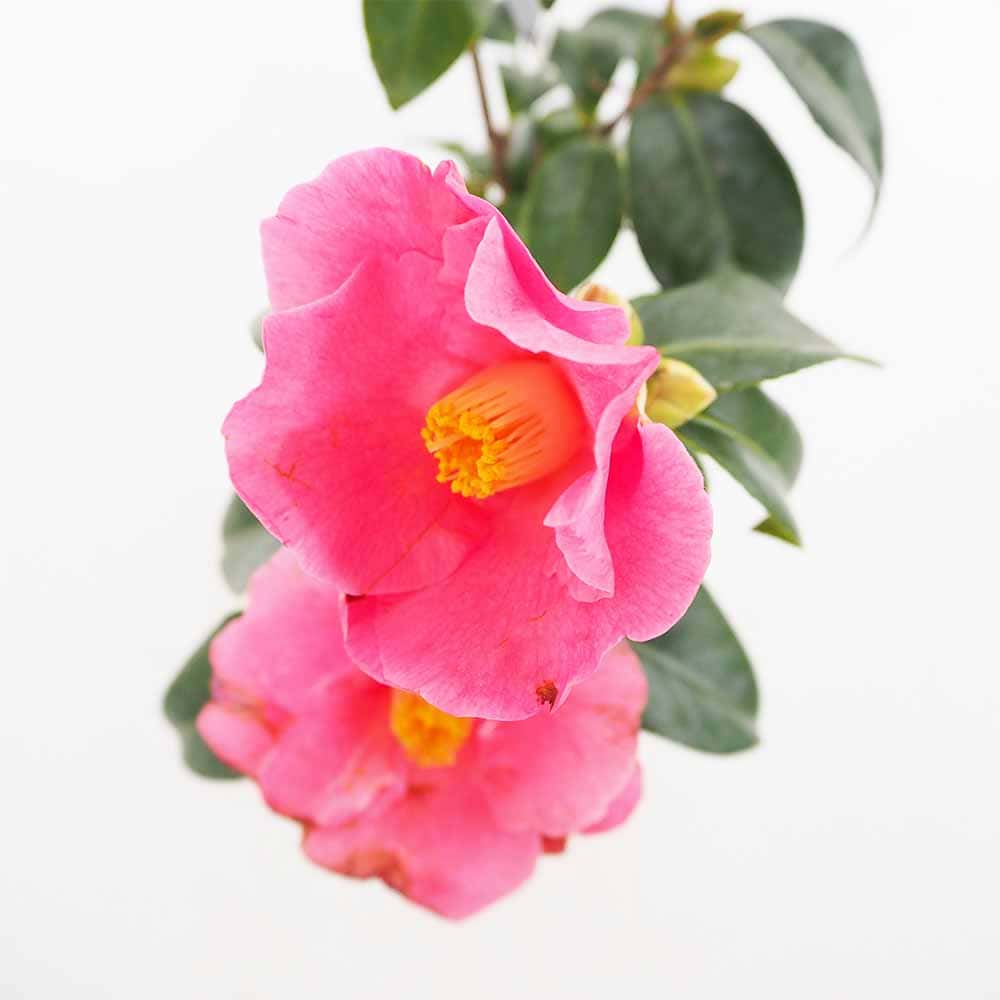 椿(ツバキ)の苗木 越の初嵐 【花木苗 4.5号／1個売り】｜ 【植物の