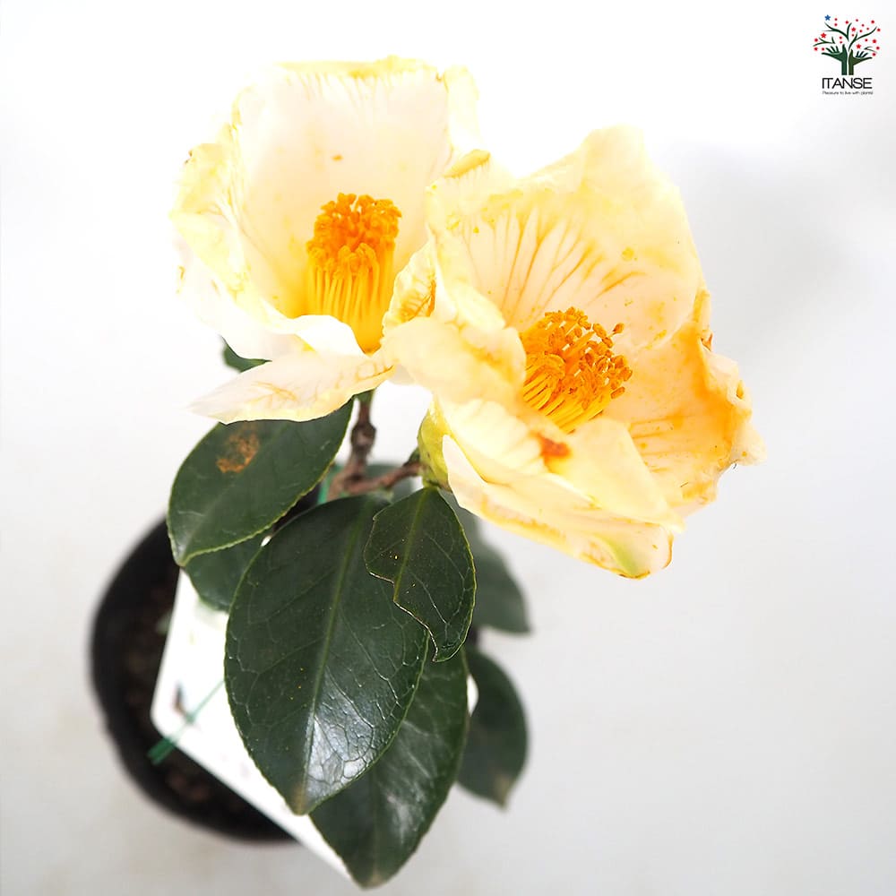 椿(ツバキ)の苗木 加賀八朔 【花木苗 4.5号／1個売り】｜ 【植物の