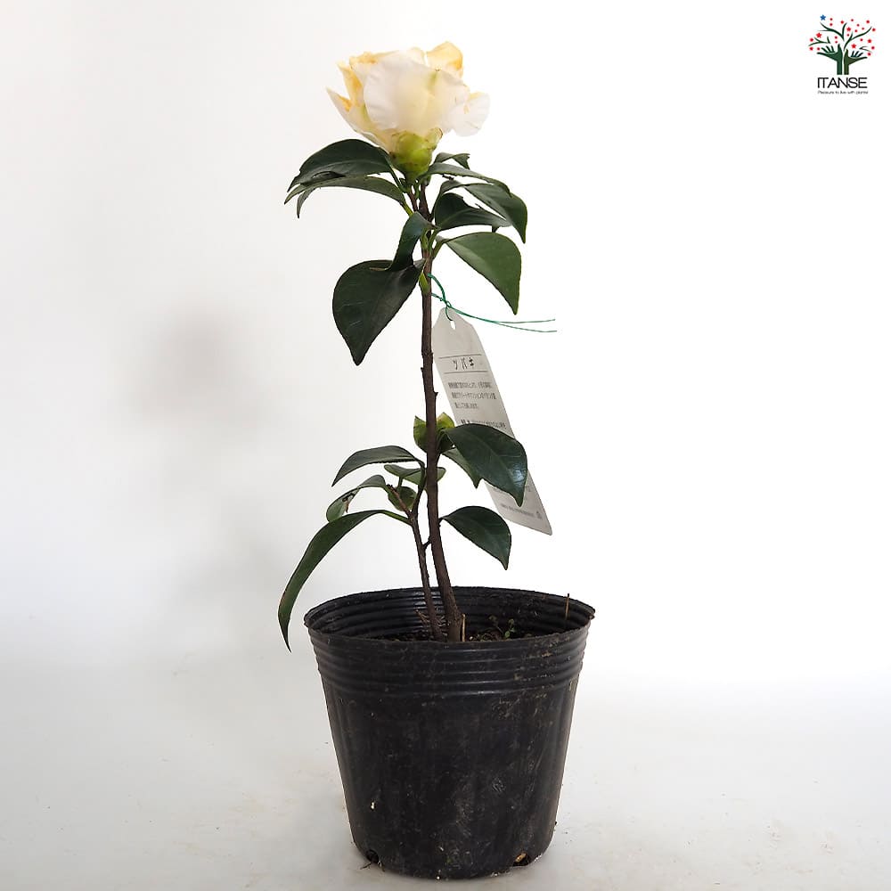 椿(ツバキ)の苗木 加賀八朔 【花木苗 4.5号／1個売り】｜ 【植物の