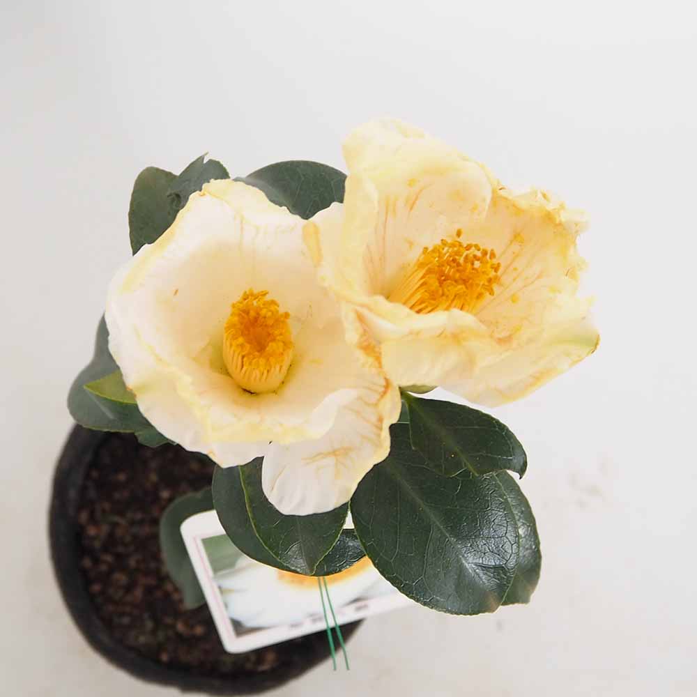 椿(ツバキ)の苗木 加賀八朔 【花木苗 4.5号／1個売り】