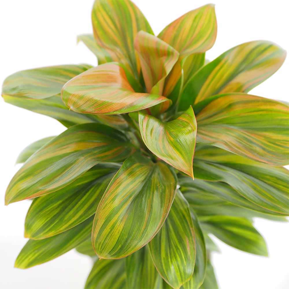 コルディリネ ハーレクイン 【観葉植物 6号／1個売り】