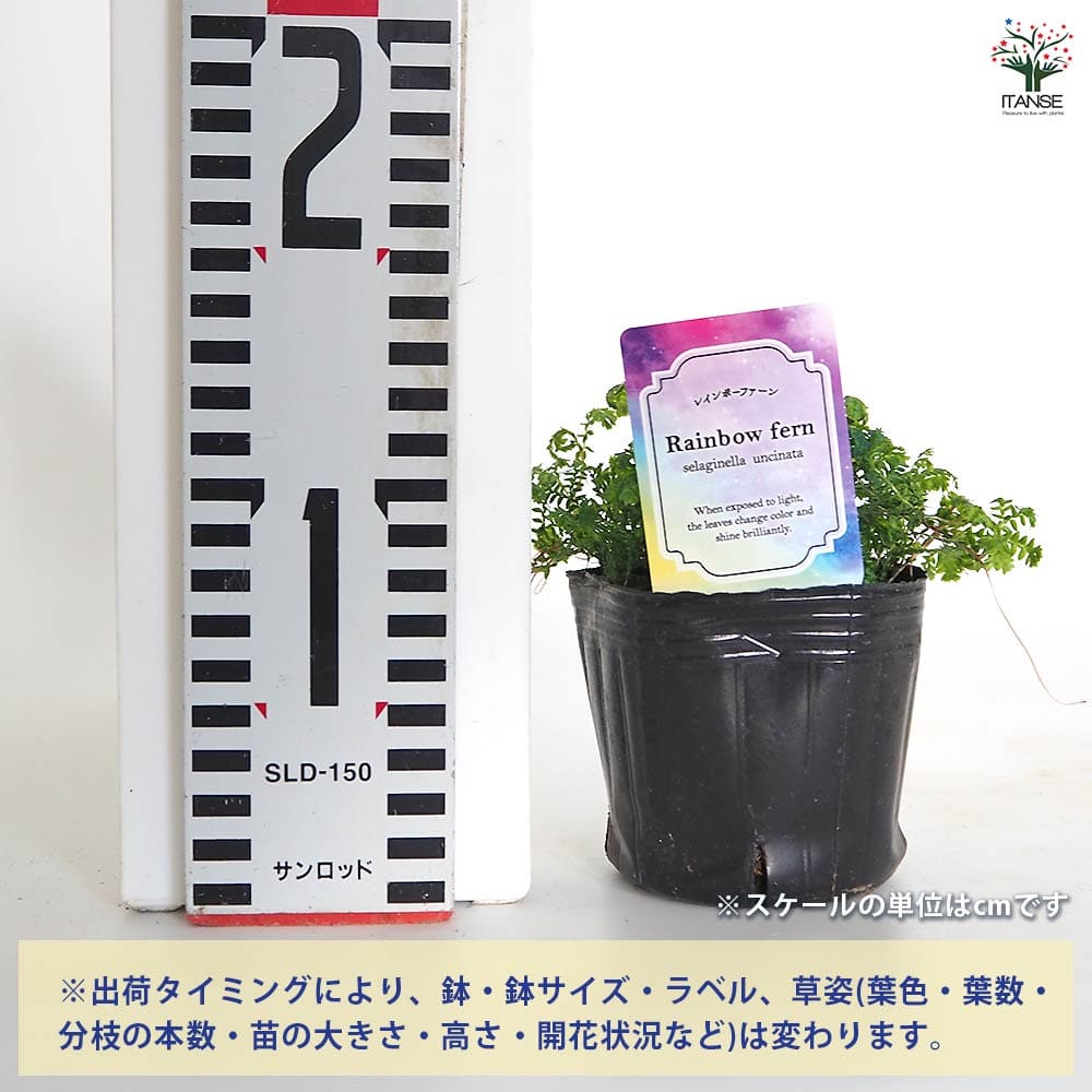 コンテリクラマゴケ(レインボーファーン) 【観葉植物 3号】｜ 【植物の