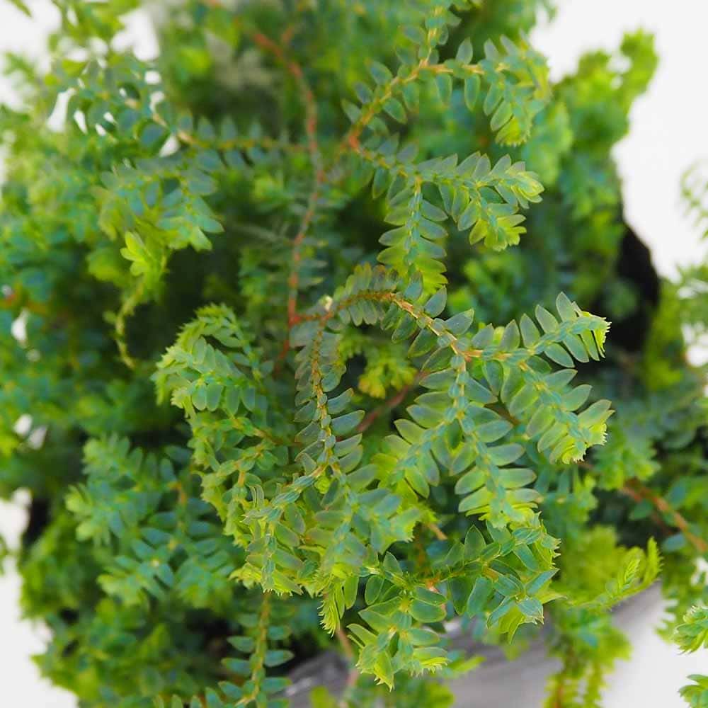 コンテリクラマゴケ(レインボーファーン) 【観葉植物 3号】