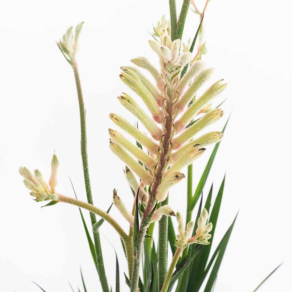 カンガルーポー ダイヤモンド 【花苗 5号／1個売り】