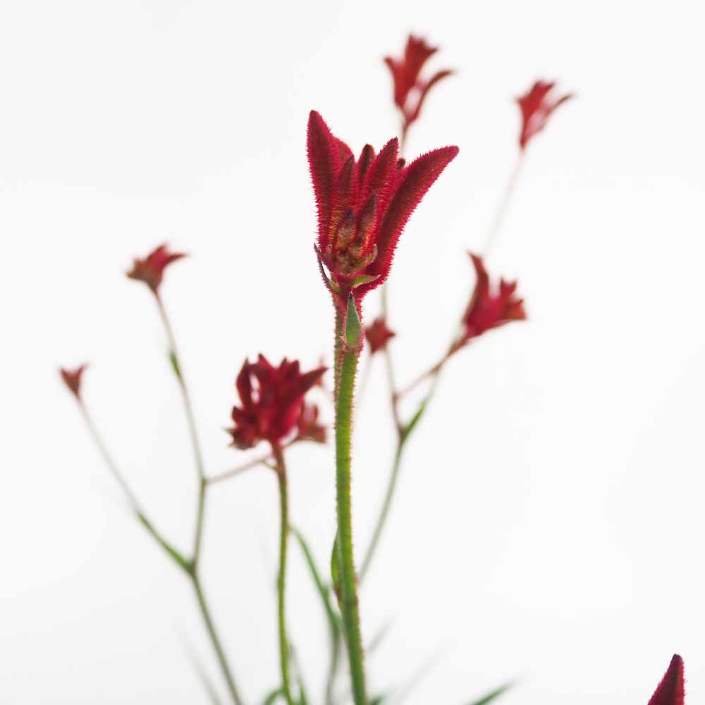 カンガルーポー バラード 【花苗 5号／1個売り】