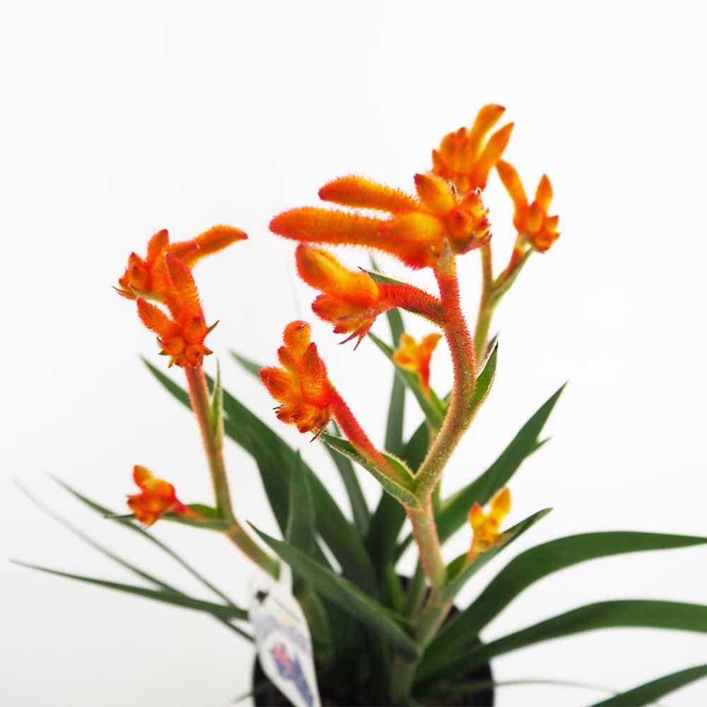 カンガルーポー サプライズ 【花苗 5号／1個売り】