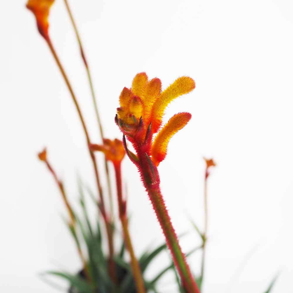 カンガルーポー テナシティ 【花苗 5号／1個売り】