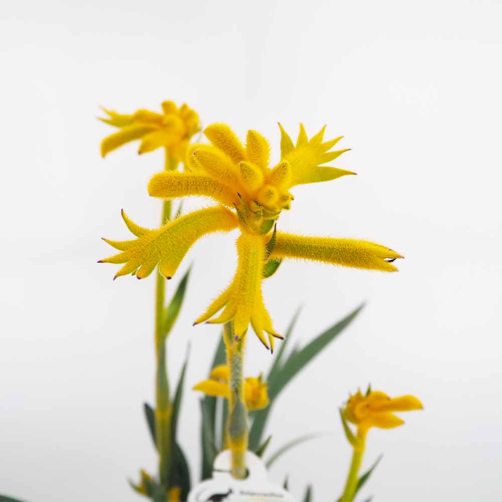 カンガルーポー ゼスト 【花苗 5号／1個売り】