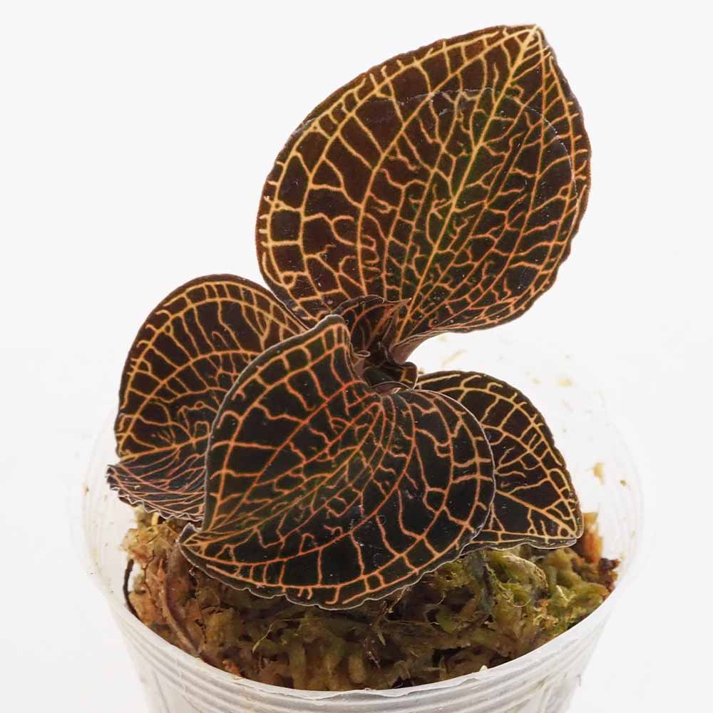 アネクトキルス レッドステム【立光】 【観葉植物 2号】