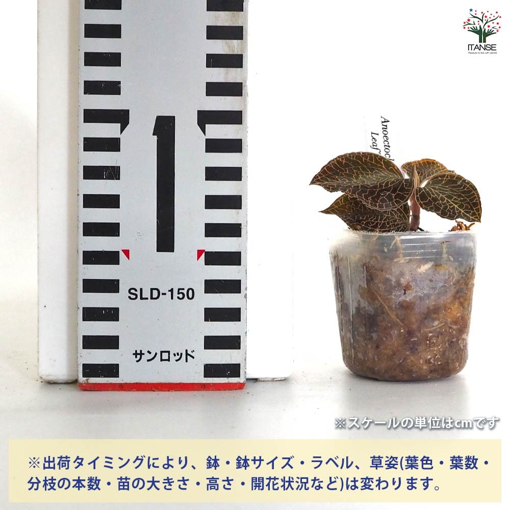 アネクトキルス リーフティップ【立光】 【観葉植物 2号】｜ 【植物の