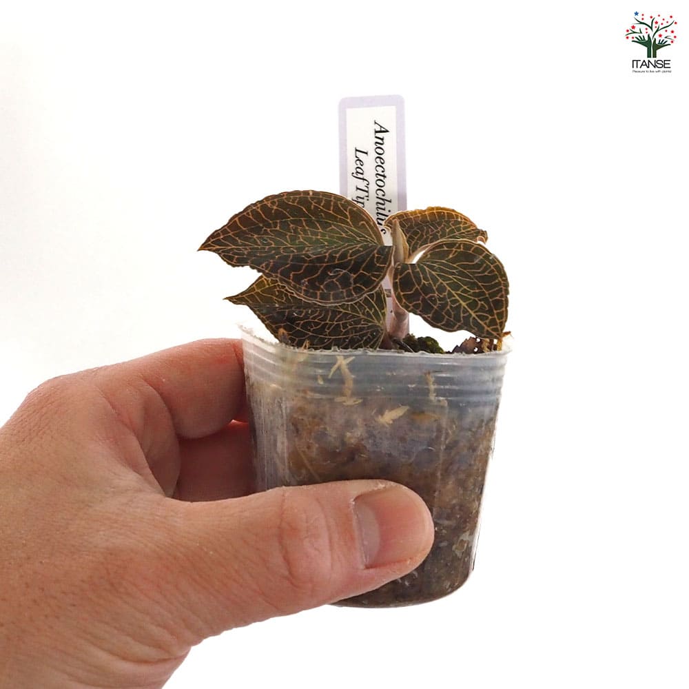 アネクトキルス リーフティップ【立光】 【観葉植物 2号】｜ 【植物の