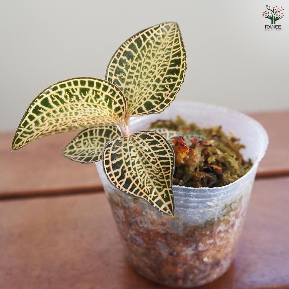 アネクトキルス ゴールドバーhybrid【立光】 【観葉植物 2号