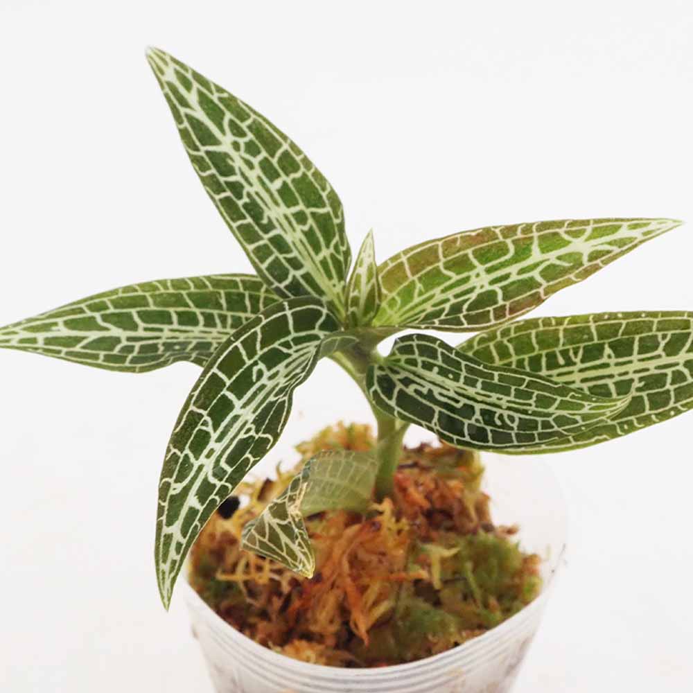 グッディエラ ヒスピダ【立光】 【観葉植物 2号】