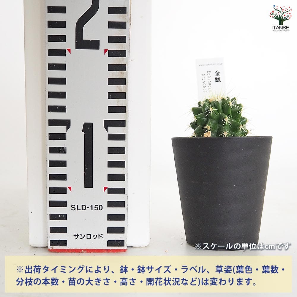 サボテン 金鯱(キンシャチ) 【多肉植物 2.5号】｜ 【植物の