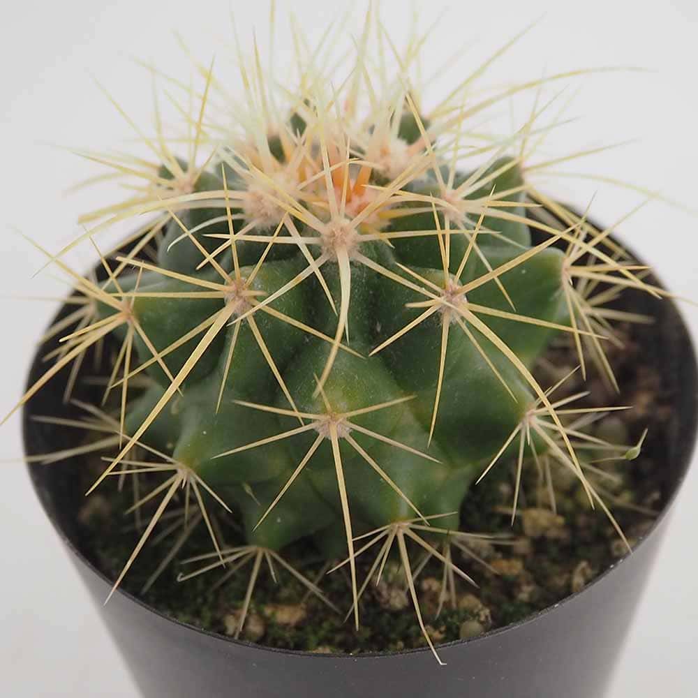 サボテン 金鯱(キンシャチ) 【多肉植物 3号】｜ 【植物のITANSE